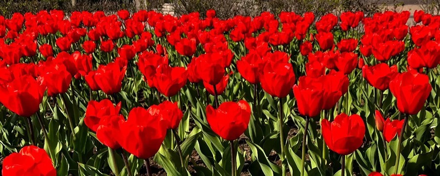 Фестиваль тюльпанов в Санкт-Петербурге 2024 на Елагином: программа 18-19, 25-26 мая