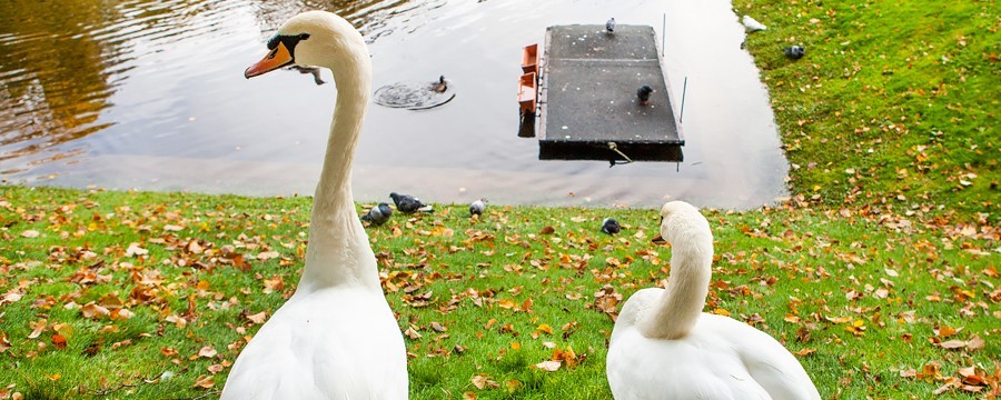 Когда Лебеди появляются в Летнем саду в Санкт-Петербурге
