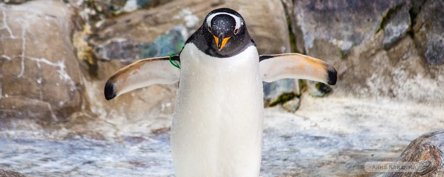 Какой сегодня праздник, 25 апреля — Всемирный день пингвинов